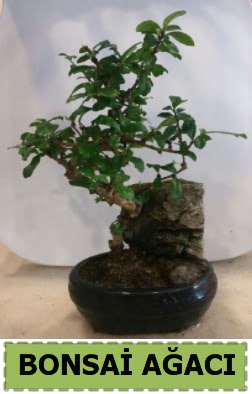 Bonsai aac japon aac sat Ankara Kzlay nternetten iek siparii 