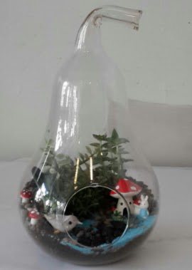 Armut orta boy cam terrarium Ankara Bilkent iekiler