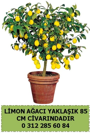 Limon aac bitkisi Ankara ankaya iek sat 