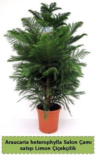 Salon am Sat Araucaria heterophylla Ankara ankaya iek sat 