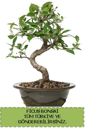 Ficus bonsai Ankara Kolej iek gnder