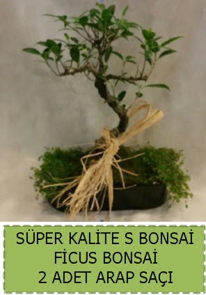 Ficus S Bonsai ve arap sa Ankara Cebeci ieki telefonlar