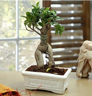 Marvellous Bonsai ginseng Ankara TandoaN iek siparii sitesi 