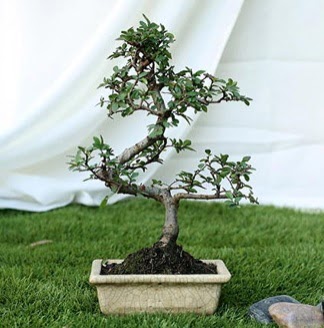 Fashionable Ulmus S Shape Bonsai thal Kzlay Ankara iek siparii 