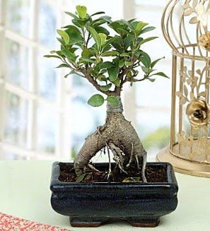 Appealing Ficus Ginseng Bonsai Ankara Kzlay anneler gn iek yolla 