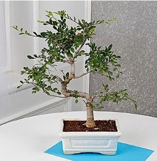 Unique Ulmus S Shaped Bonsai Ankara Kzlay iek online iek siparii 