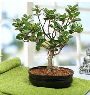 Lovely Ficus Iceland Bonsai Ankara Kzlay anneler gn iek yolla 