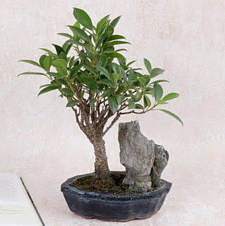 Japon aac Evergreen Ficus Bonsai Ankara Kolej iek gnder