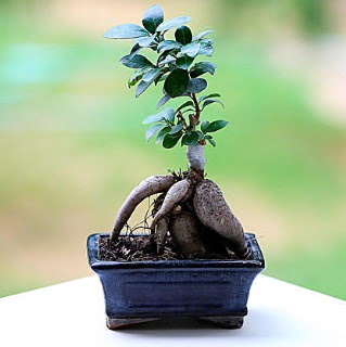 Marvellous Ficus Microcarpa ginseng bonsai Ankara Kurtulu iek siparii