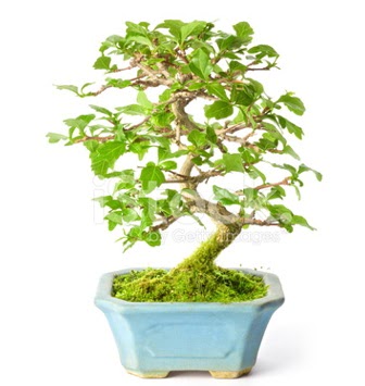 S zerkova bonsai ksa sreliine Ankara Bilkent iekiler