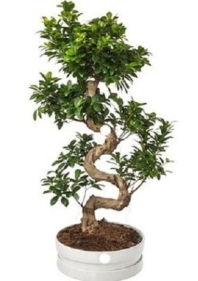 90 cm ile 100 cm civar S peyzaj bonsai Ankara Kolej iek gnder