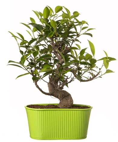 Ficus S gvdeli muhteem bonsai Ankara TandoaN iek siparii sitesi 