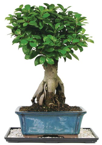 Bonsai Ginsing Grafted Ficus Bonsai Ankara ukurambar iek yolla