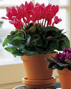 Ankara Shhiye cicekciler , cicek siparisi  Cyclamen 