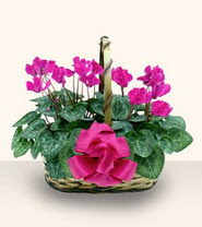 Akyurt Dikimevi Ankara cicek , cicekci  Double Cyclamen sepette