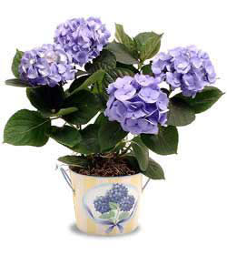 Ankara Kzlay anneler gn iek yolla  Hydrangea Plant ortanca