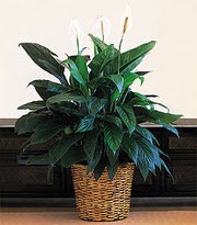 Ankara Kzlay iek online iek siparii  Large Spathiphyllum