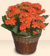 Ankara Kzlay iek servisi , ieki adresleri  Large Kalanchoe in Basket