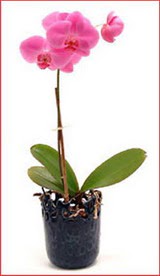 Ankara Kzly iek maazas , ieki adresleri  Phalaenopsis Orchid Plant