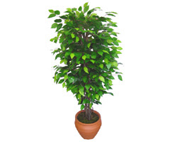 Ficus Benjamin 1,50 cm  Ankara Kzlay anneler gn iek yolla 