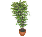 Ficus zel Starlight 1,75 cm  Akyurt Dikimevi Ankara cicek , cicekci 