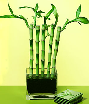 Ankara Kzlay anneler gn iek yolla  Good Harmony Lucky Bamboo camda