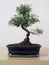 ithal bonsai saksi iegi Ankara Kurtulu iek siparii