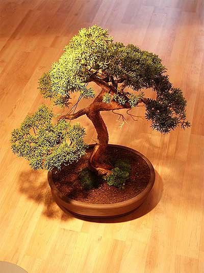 ithal bonsai saksi iegi Ankara Kzly iek maazas , ieki adresleri 