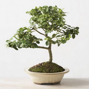 ithal bonsai saksi iegi Ankara Kzlay iek online iek siparii 