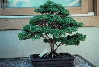 ithal bonsai saksi iegi Ankara Kzlay 14 ubat sevgililer gn iek 