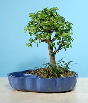 ithal bonsai saksi iegi Ankara Emek iekiler 