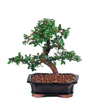 ithal bonsai saksi iegi Ankara Kurtulu iek siparii