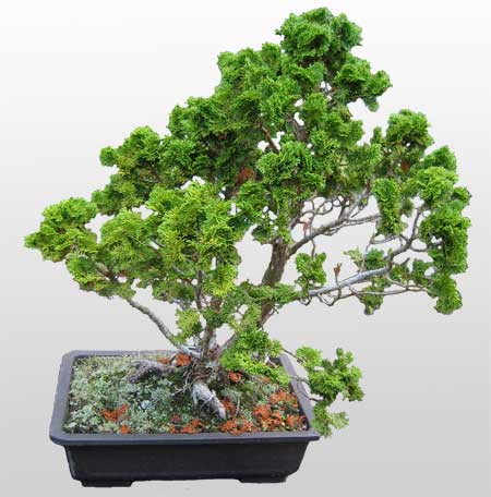 ithal bonsai saksi iegi Ankara Bilkent iekiler