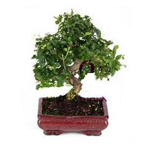 ithal bonsai saksi iegi Ankara Kzlay anneler gn iek yolla 