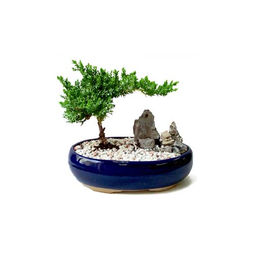 ithal bonsai saksi iegi Akyurt Stz Ankara iek gnderme