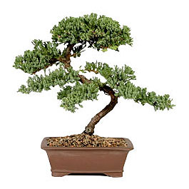 ithal bonsai saksi iegi Ankara Kolej iek gnder