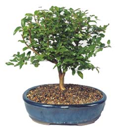 Ankara ukurambar ieki maazas  ithal bonsai saksi iegi Ankara online ieki , Kzlay iek siparii 