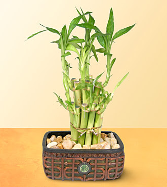 Lucky Bamboo  saksi iegi Ankara Kolej online iek gnderme sipari 