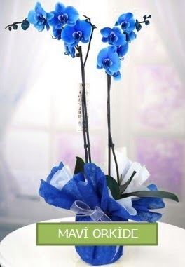 2 dall mavi orkide Ankara Emek iekiler 