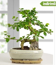 S eklinde ithal gerek bonsai japon aac Ankara Bahelievler iek sat 