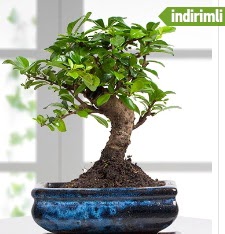 Bonsai japon aac Ankara ankaya iek sat 