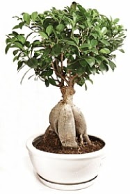 Bonsai japon aac yaprak dkmeyen Ankara ukurambar iek yolla