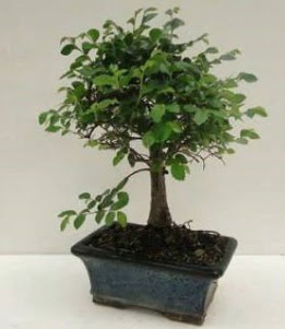 Bonsai saks bitkisi japon aac Ankara Kzlay anneler gn iek yolla 