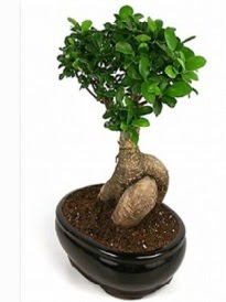 Bonsai saks bitkisi japon aac Ankara TandoaN iek siparii sitesi 