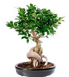 Bonsai Japon aac saks bitkisi Ankara Kzlay 14 ubat sevgililer gn iek 