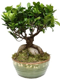 Japon aac bonsai saks bitkisi Ankara Bilkent iekiler