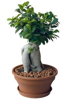 Japon aac bonsai saks bitkisi Akyurt Stz Ankara iek gnderme