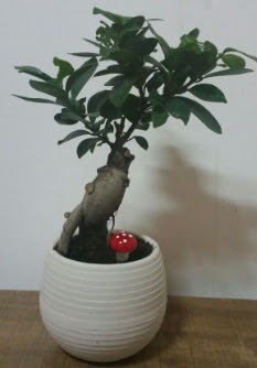 Bonsai japon aac saks iei Ankara Kolej iek gnder