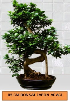 85 CM Japon aac Bonsai saks bitkisi Ankara Dikmen ucuz iek gnder 