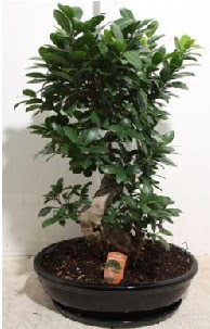 75 CM Ginseng bonsai Japon aac Ankara Kzlay nternetten iek siparii 